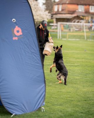 Feel the power 💪🏼 ☺️ #psiobleceni #thankyou #iqdogsport #cynology #dogsport #zvv #IQ #germanshepherd #zko #obedience #fci...